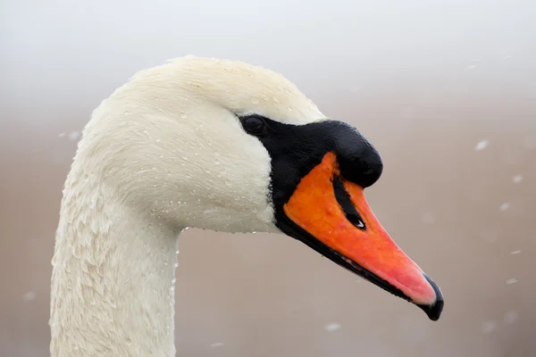 Portrait of mute swan — Stock Photo, Image