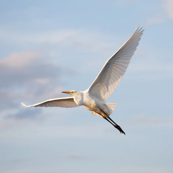 Grande egret voando — Fotografia de Stock