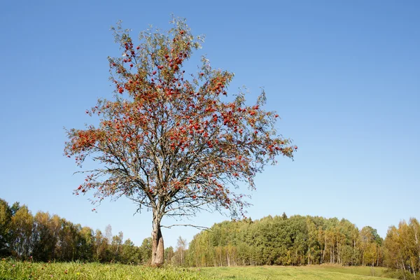 Singolo albero di sorbo — Foto Stock