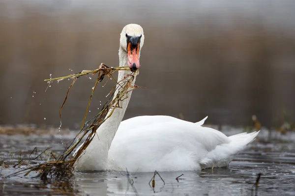 Mute swan in action — Stock Photo, Image