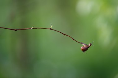 Yağmur sonra salyangoz