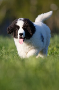 Landseer köpek yavrusu