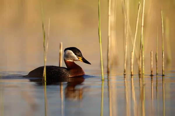 Red-necked grebe — Stock Photo, Image