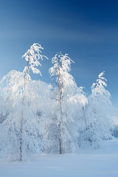 Snowy birch trees in winter — Stock Photo, Image