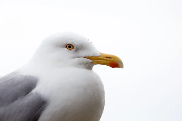 Портрет чайки-сельди — стоковое фото