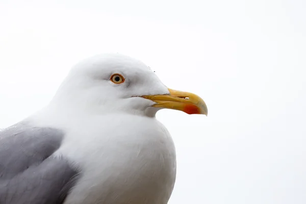 Portrait de goéland argenté européen — Photo