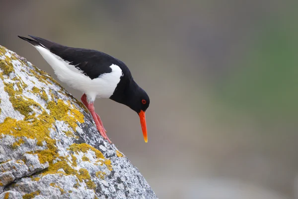 Oystercatcher eurasiatique — Photo