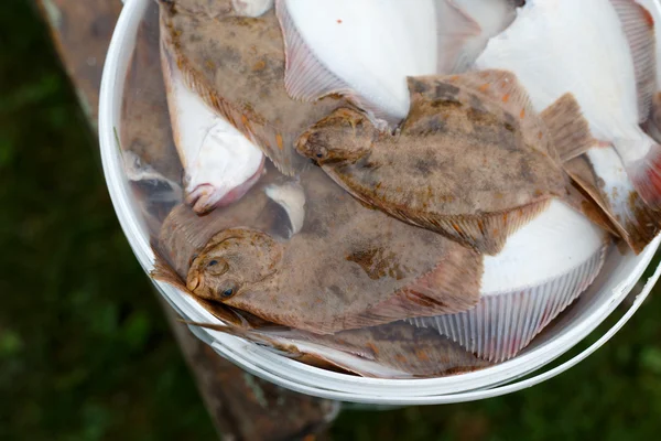 European flounders ready for salting and cooking — Stock Photo, Image