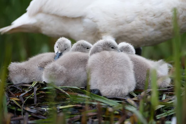 Mute swan chicks — Stock Photo, Image