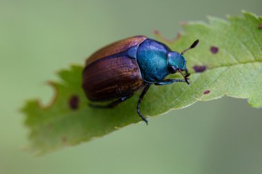 Cockchafer