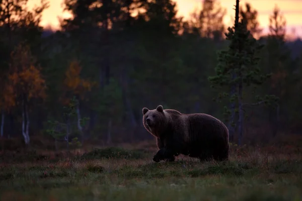 Medvěd hnědý po západu slunce v bažině Royalty Free Stock Fotografie