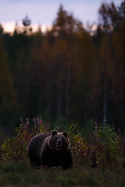 Brown bear after sunset in swamp Royalty Free Stock Photos