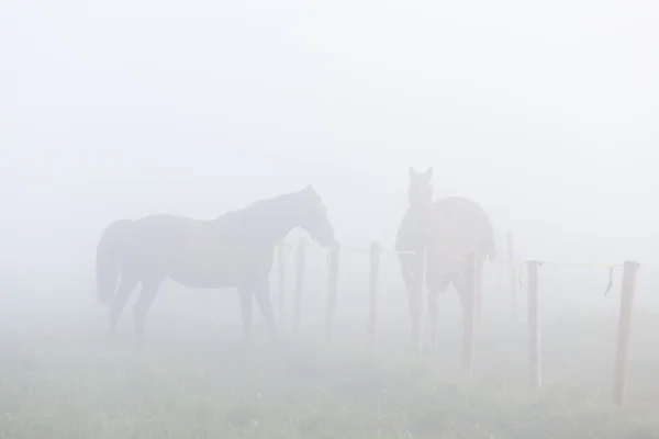 Cavalos no nevoeiro da manhã — Fotografia de Stock