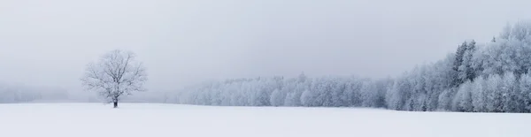 Winter blizzard panorama — Stock Photo, Image