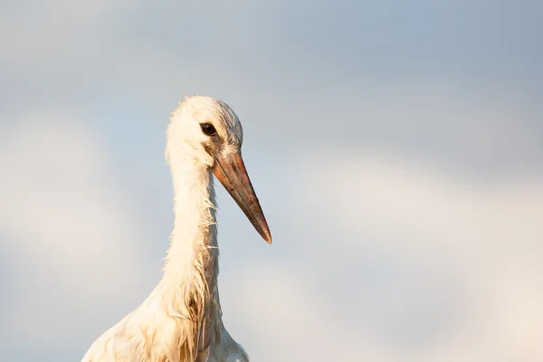 Portrait de jeune cigogne blanche — Photo