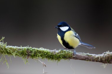 büyük baştankara (parus büyük)