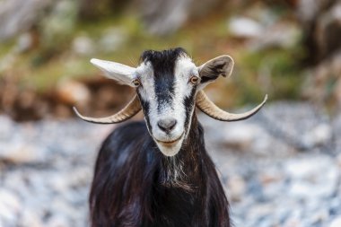 Dağ keçisi önden görünümü