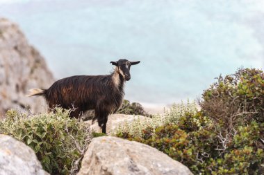 Dağ keçisi deniz kenarında