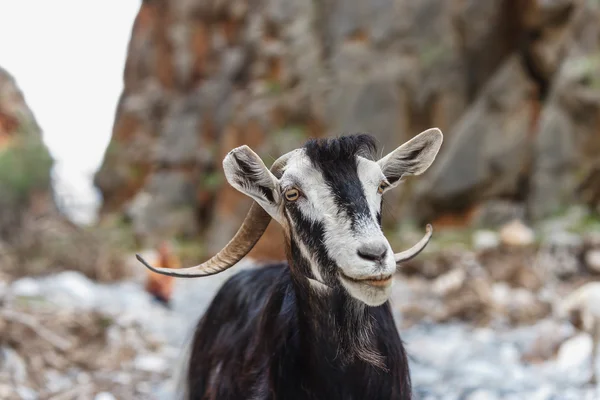 Front view of mountain goat — Stock Photo, Image