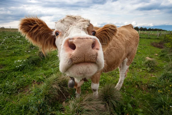 かわいい牛の面白い魚眼レンズ鼻ショット ストック画像