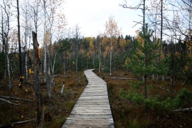 Bataklık boyunca çevreyi zarardan korumak için tahta patika. Kaunas bölgesi, Dubrava bilişsel trai.
