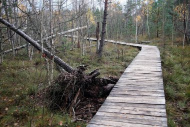 Bataklık boyunca çevreyi zarardan korumak için tahta patika. Kaunas bölgesi, Dubrava bilişsel trai.