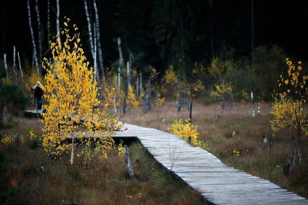 Wooden trail through the wetland to protect the environment from damage, Kaunas district, Dubrava cognitive trai
