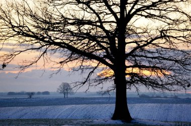 Güzel kış günbatımı Karda ağaçlarla