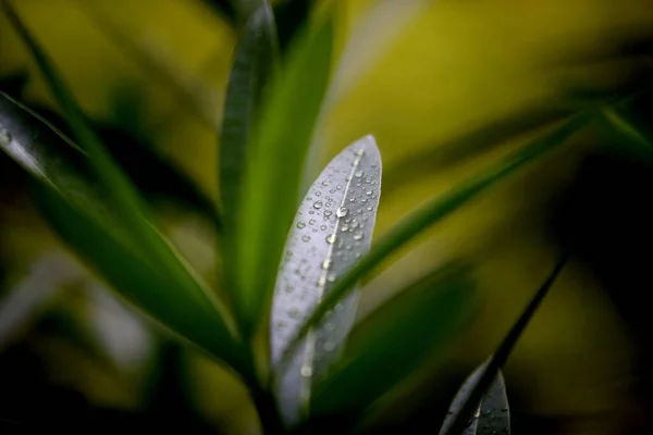 Gotas Agua Hoja Verde Contra Tiro Cerca —  Fotos de Stock