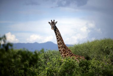 Manyara Gölü Ulusal Parkı, Tanzanya Zürafalar