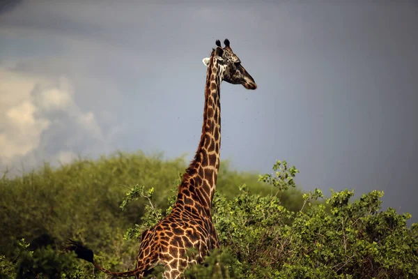 Giraffes Lake Manyara National Park Tanzania — Stock Photo, Image