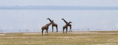 Manyara Gölü Ulusal Parkı 'ndaki zürafa ailesi Tanzanya' nın en iyisi.