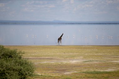 Manyara Gölü Ulusal Parkı 'ndaki zürafa ailesi Tanzanya' nın en iyisi.