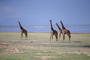 Manyara Gölü Ulusal Parkı 'ndaki zürafa ailesi Tanzanya' nın en iyisi.