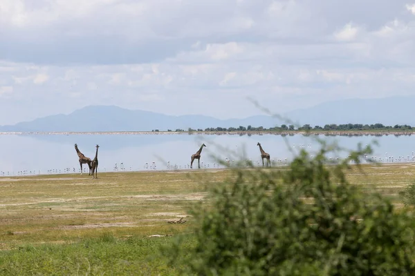 Giraffe Family Lake Manyara National Park Best Tanzania — Stock Photo, Image