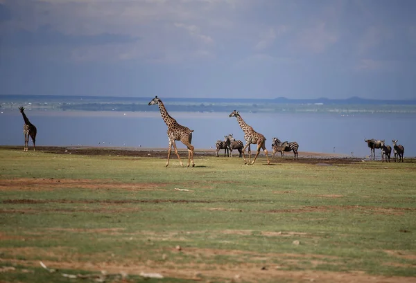 Giraff Familj Sjön Manyara National Park Best Tanzania — Stockfoto