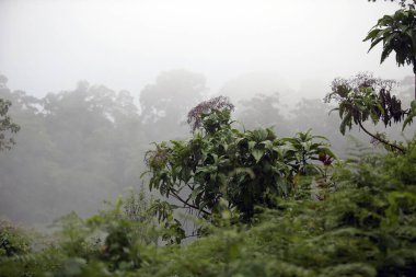 Yağmur Ormanı - Ngorongoro Ulusal Parkı