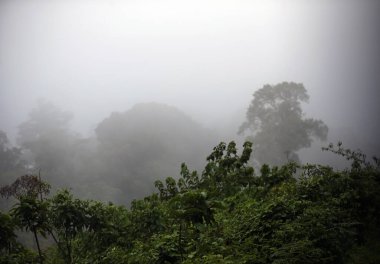Yağmur Ormanı - Ngorongoro Ulusal Parkı