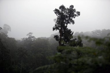Yağmur Ormanı - Ngorongoro Ulusal Parkı