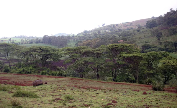 Δάσος Βροχής Εθνικό Πάρκο Ngorongoro — Φωτογραφία Αρχείου