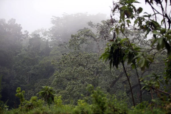 Floresta Tropical Parque Nacional Ngorongoro — Fotografia de Stock