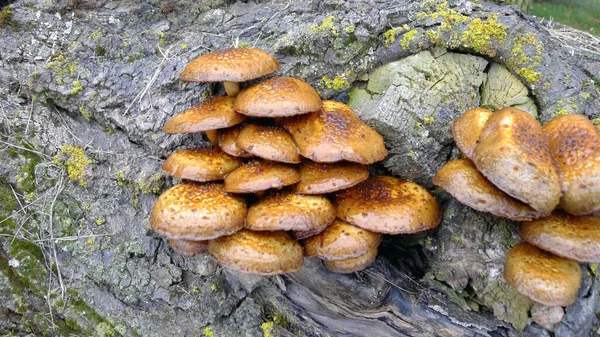 一群生长在树上的球状蘑菇 — 图库照片