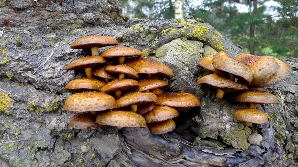 Groupe Cèpes Poussant Sur Arbre — Photo