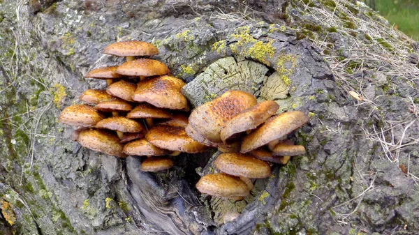 一群生长在树上的球状蘑菇 — 图库照片