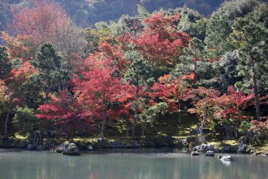 Red and yellow leaves of the japanese maple, acer palmatum, in autumn KyotoRed and yellow leaves of the japanese maple, acer palmatum, in autumn
