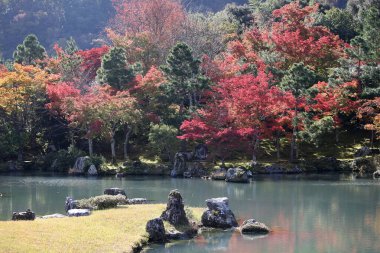 Red and yellow leaves of the japanese maple, acer palmatum, in autumn KyotoRed and yellow leaves of the japanese maple, acer palmatum, in autumn