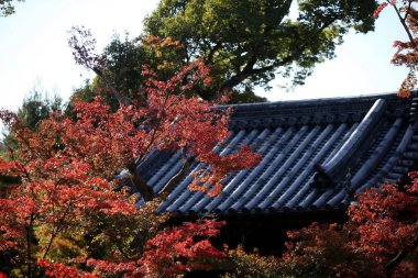 Red and yellow leaves of the japanese maple, acer palmatum, in autumn KyotoRed and yellow leaves of the japanese maple, acer palmatum, in autumn