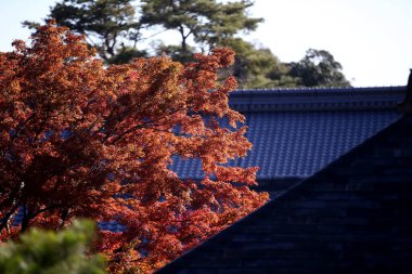 Red and yellow leaves of the japanese maple, acer palmatum, in autumn KyotoRed and yellow leaves of the japanese maple, acer palmatum, in autumn