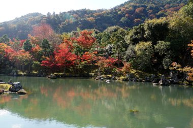 Red and yellow leaves of the japanese maple, acer palmatum, in autumn KyotoRed and yellow leaves of the japanese maple, acer palmatum, in autumn                               