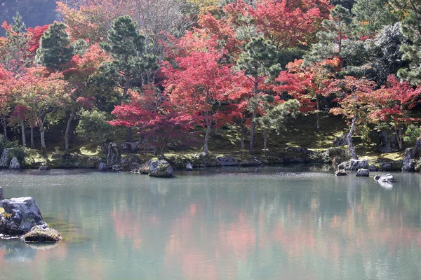 Red Yellow Leaves Japanese Maple Acer Palmatum Autumn Kyotored Yellow — Φωτογραφία Αρχείου